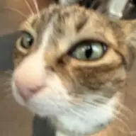 Kırmızımandalina